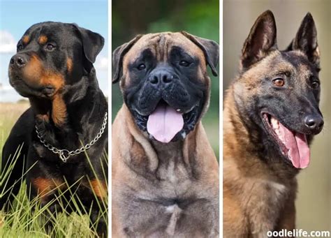 baddie dog|A Detailed Guide on Some of the Most Badass Dog Breeds